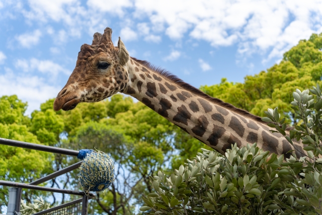 動物園で施工管理 経験浅めok 残業少な目 車通勤可 Cad派遣の求人 お仕事 ならアクトテクニカルサポート 動物園で施工管理 経験浅めok 残業少な目 車通勤可 Cad派遣の求人 お仕事 ならアクトテクニカルサポート